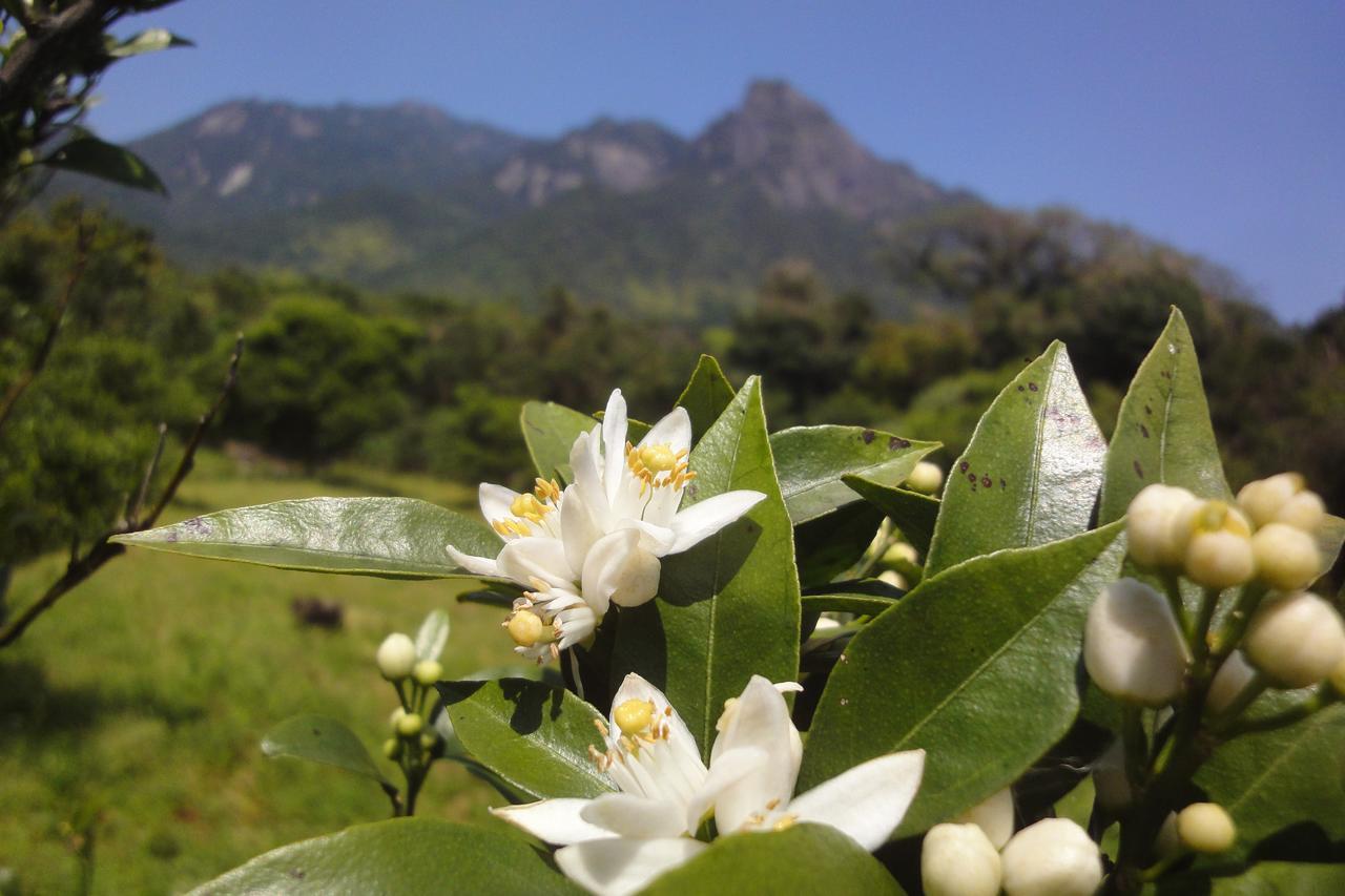 HOTEL PENSION BLUE DROP YAKUSHIMA KAGOSHIMA 2 Japan from US